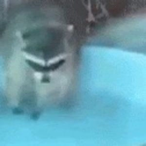 Meet your Posher, Israelithink